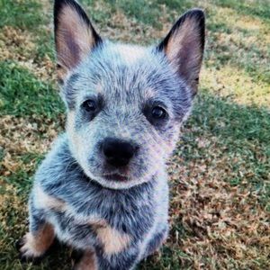 Meet your Posher, Fermin